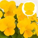 Afbeelding van Viola P9 kleinbloemig Yellow